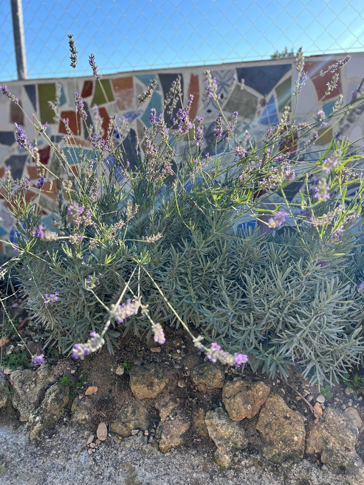 Finca Malata Turís 外观 照片