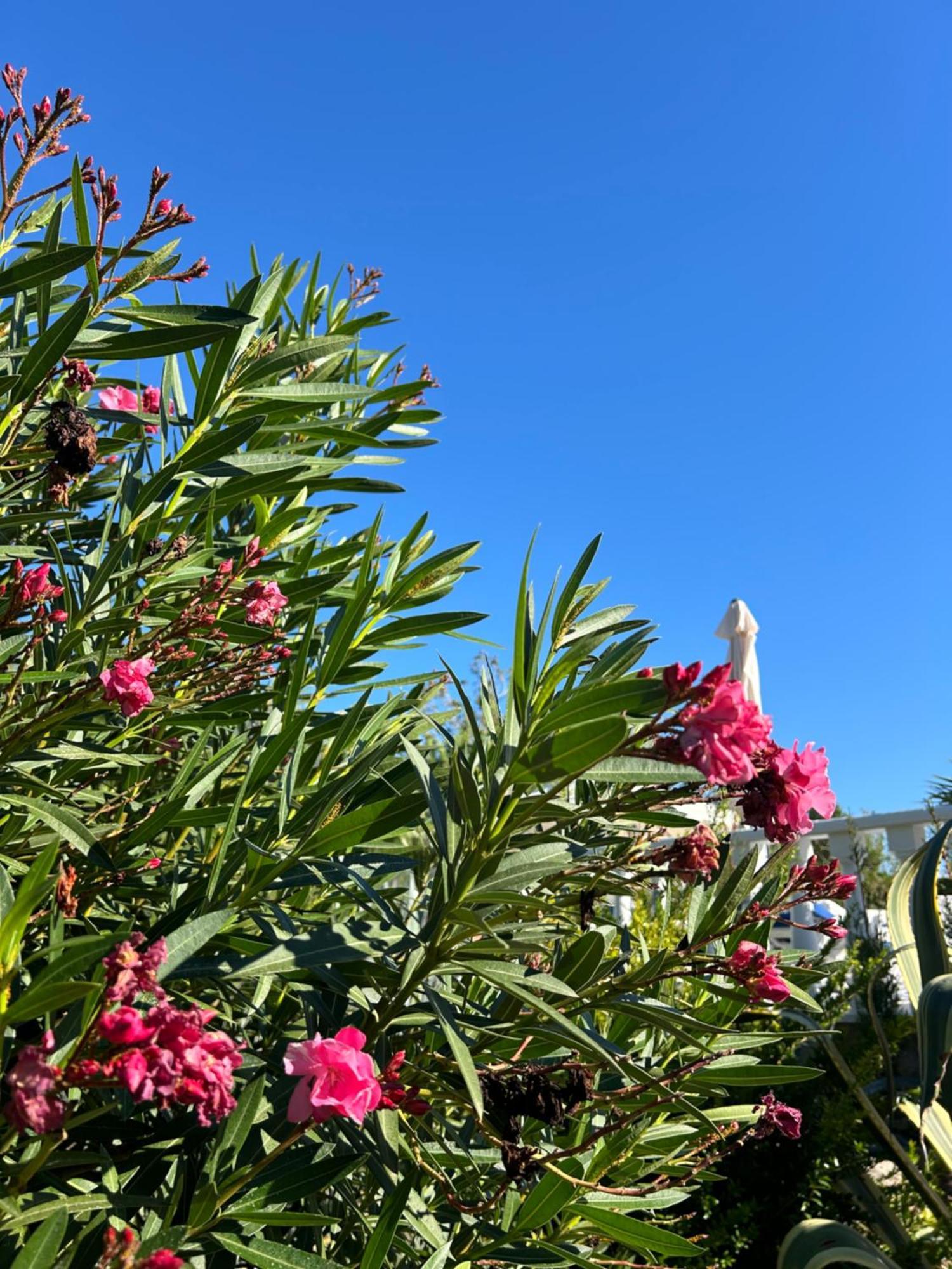 Finca Malata Turís 外观 照片