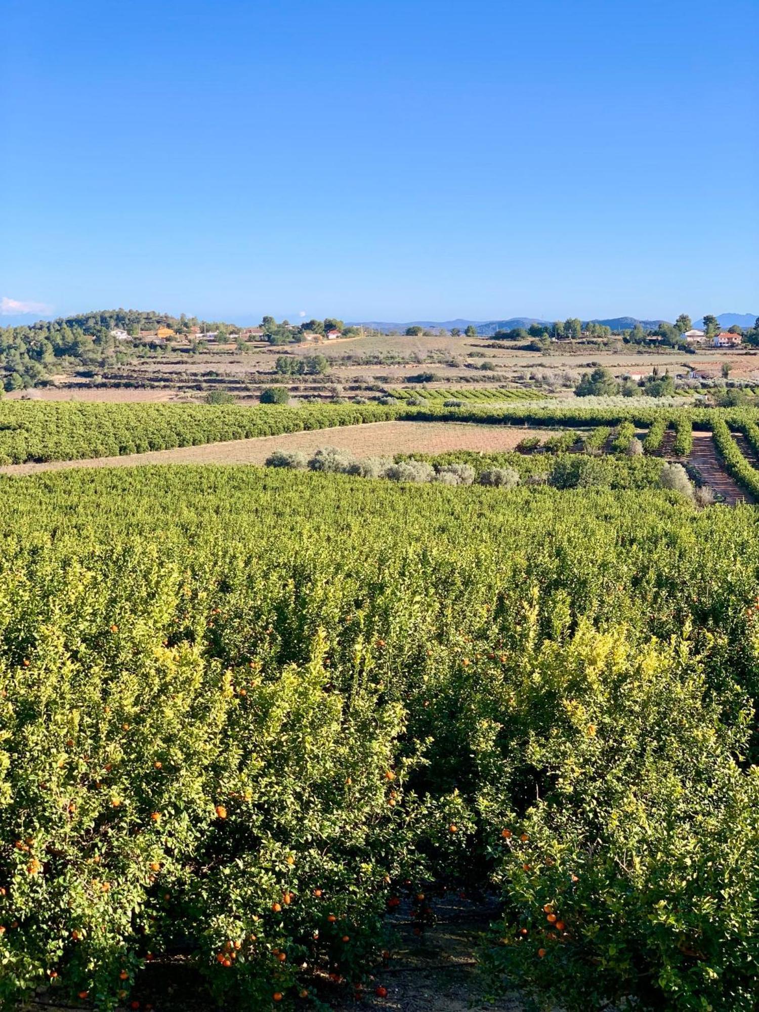 Finca Malata Turís 外观 照片